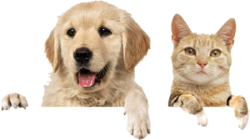 cachorro-e-gato-400×225-1-removebg-preview cachorro-e-gato-400x225-1-removebg-preview