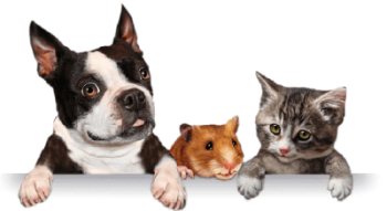 ratinho-gato-cachorro-400×219 ratinho-gato-cachorro-400x219